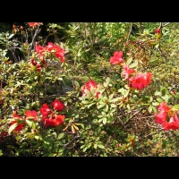 Rhododendron Hybride Elisabeth (fam. Ericacees) (Aberconway 1933) (01)